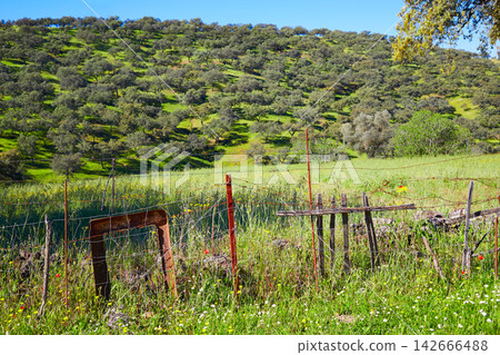 Dehesa grassland by via de la Plata way Spain Dehesa grassland by via de la Plata way Spain 142666488