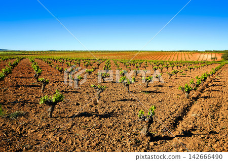 vineyard fields in Extremadura of Spain vineyard fields in Extremadura of Spain 142666490
