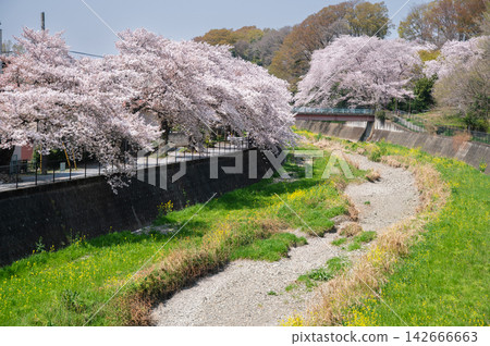 Cherry blossoms along the Zanbori River in Tachikawa City 142666663