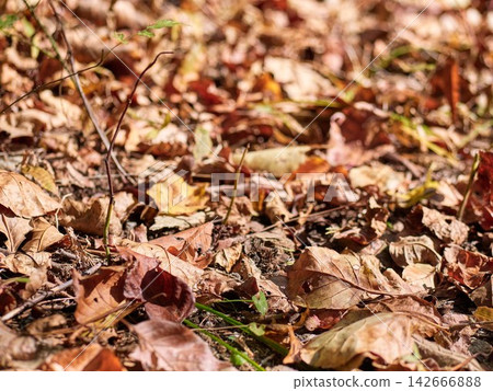 The ground was covered with fallen leaves The ground was covered with fallen leaves 142666888