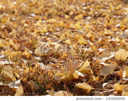 The ground was covered with fallen leaves 142666889