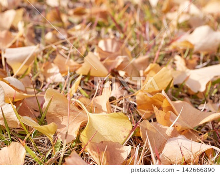 The ground was covered with fallen leaves 142666890