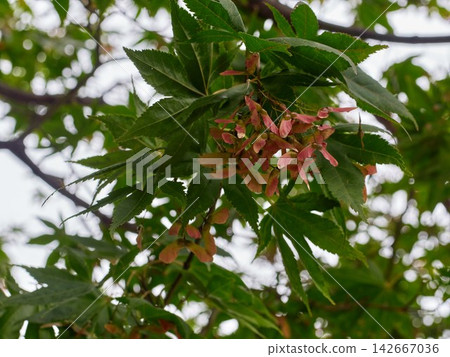 Green summer maple leaves with seeds Green summer maple leaves with seeds 142667036