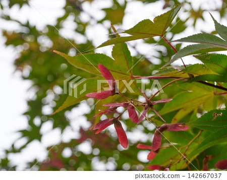 Green summer maple leaves with seeds Green summer maple leaves with seeds 142667037