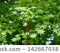 Green summer maple leaves with seeds 142667038
