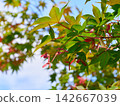 Green summer maple leaves with seeds 142667039