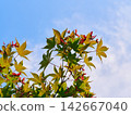 Green summer maple leaves with seeds 142667040