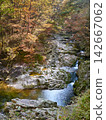 Red maple tree branches against the background of a flowing stream 142667062