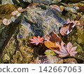 Red maple tree branches against the background of a flowing stream 142667063