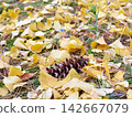Fallen yellow ginkgo leaves on the ground in autumn 142667079