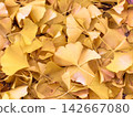 Fallen yellow ginkgo leaves on the ground in autumn 142667080