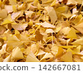 Fallen yellow ginkgo leaves on the ground in autumn 142667081