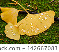 Fallen yellow ginkgo leaves on the ground in autumn 142667083