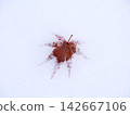 Red maple leaves on snow 142667106