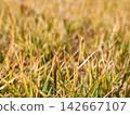Low angle view of yellow withered autumn grass 142667107