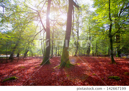 Autumn Selva de Irati beech jungle in Navarra Pyrenees Spain Autumn Selva de Irati beech jungle in Navarra Pyrenees Spain 142667199