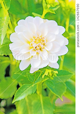 房子周圍的野花、四季更迭、初夏的陽光，以及大麗花花園，如今都點綴著美麗的紅白花朵。 142667690