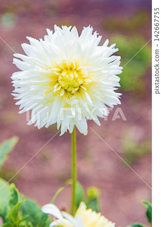 The wildflowers around the house, a variety of seasons, the early summer sunshine, and the dahlia garden are now adorned with beautiful red and white flowers. The wildflowers around the house, a variety of seasons, the early summer sunshine, and the dahlia garden are now adorned with beautiful red and white flowers. 142667755