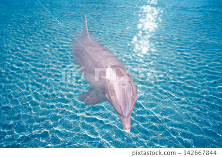 Dolphin in turquoise water photomount 142667844