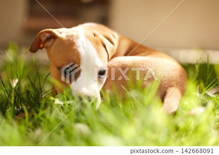 Grass, dog and portrait of shy puppy in backyard for adoption, rescue shelter and animal care. Cute, pets and hiding pitbull outdoors for playing, resting and relax in environment, lawn and nature Grass, dog and portrait of shy puppy in backyard for adoption, rescue shelter and animal care. Cute, pets and hiding pitbull outdoors for playing, resting and relax in environment, lawn and nature 142668091