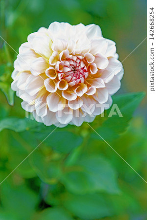 房子周圍的野花、四季更迭、初夏的陽光,以及大麗花花園,如今都點綴著美麗的紅白花朵。 房子周圍的野花、四季更迭、初夏的陽光,以及大麗花花園,如今都點綴著美麗的紅白花朵。 142668254