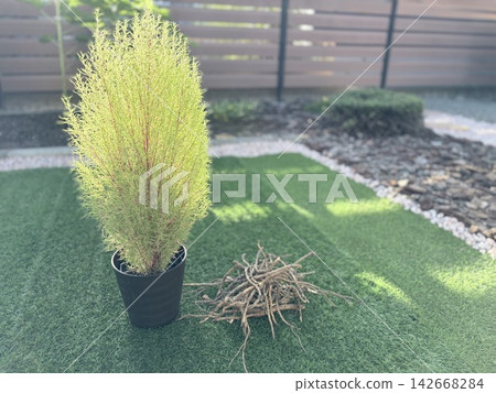 Colorful kochia plants and the roots of aging plants placed in an artificial turf garden. Colorful kochia plants and the roots of aging plants placed in an artificial turf garden. 142668284