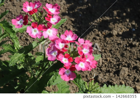 Pink verbena flowers blooming in a flowerbed in a park in spring. Pink verbena flowers blooming in a flowerbed in a park in spring. 142668355