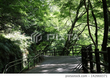 山巒景色，綠意盎然的楓樹林立，小徑蜿蜒，陽光透過樹葉灑下斑駁的光影。 142668371