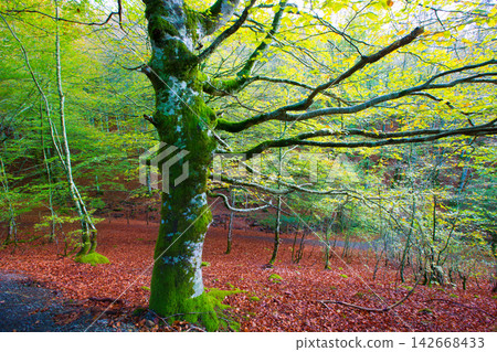 Autumn Selva de Irati beech jungle in Navarra Pyrenees Spain 142668433