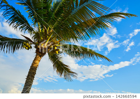 Coconut palm tree in Mayan Riviera Coconut palm tree in Mayan Riviera 142668594