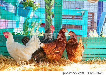 Hens in a poultry hen house with straw Hens in a poultry hen house with straw 142668620