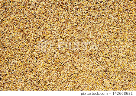 cereal wheat grain texture pattern cereal wheat grain texture pattern 142668681