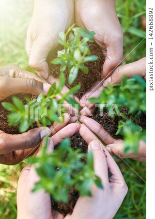 Hands, people and seedling in soil for growth, eco friendly and sprout for climate change in outdoors. Closeup, sapling and plant for ecology in nature, above and volunteers for earth day on planet Hands, people and seedling in soil for growth, eco friendly and sprout for climate change in outdoors. Closeup, sapling and plant for ecology in nature, above and volunteers for earth day on planet 142668892