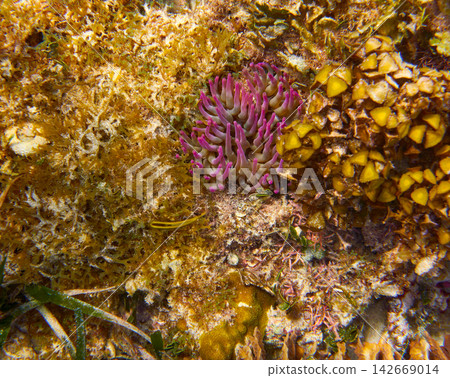Mesoamerican barrier Great Mayan Reef Mesoamerican barrier Great Mayan Reef 142669014