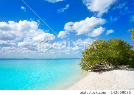 Holbox Island beach mangroove in Quintana Roo Holbox Island beach mangroove in Quintana Roo 142669086
