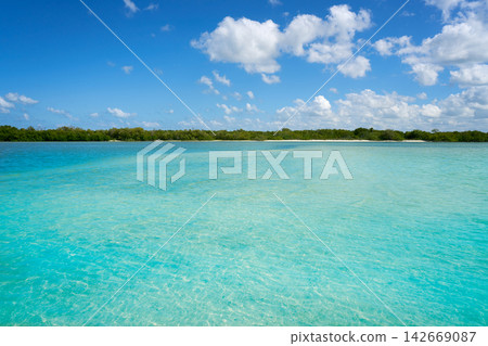 Holbox Island beach mangroove in Mexico Holbox Island beach mangroove in Mexico 142669087