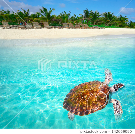 Mahahual Caribbean beach turtle photomount Mahahual Caribbean beach turtle photomount 142669090