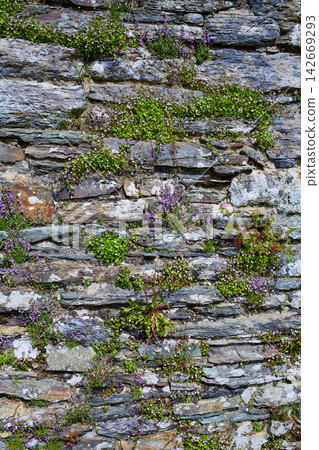 O Cebreiro by the way of Saint James in Galicia O Cebreiro by the way of Saint James in Galicia 142669293
