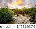 Mangroove sunset in Riviera Maya 142669374