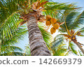 Tropical coconut palm trees in Caribbean 142669379