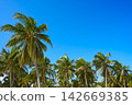 Tulum palm trees jungle on Mayan Riviera beach 142669385