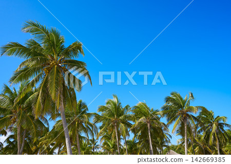 Tulum palm trees jungle on Mayan Riviera beach Tulum palm trees jungle on Mayan Riviera beach 142669385