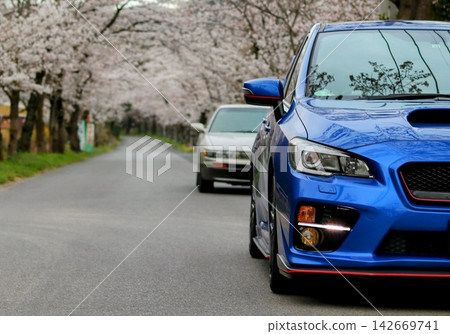 櫻和兩輛車在大平山 櫻和兩輛車在大平山 142669741