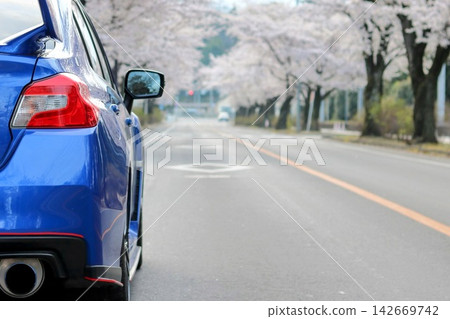 櫻花和一輛藍色汽車(後視圖) 櫻花和一輛藍色汽車(後視圖) 142669742