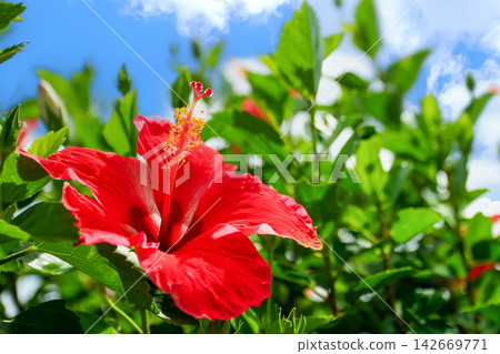 Okinawa's blue sky and red hibiscus Okinawa's blue sky and red hibiscus 142669771