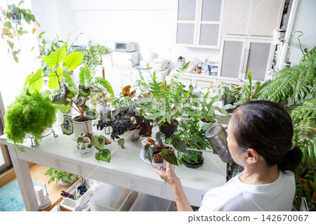 A senior Japanese woman tending to her houseplants as a hobby. A senior Japanese woman tending to her houseplants as a hobby. 142670067