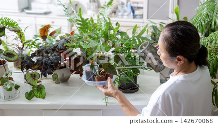 A senior Japanese woman tending to her houseplants as a hobby. A senior Japanese woman tending to her houseplants as a hobby. 142670068