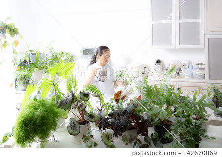 A senior Japanese woman tending to her houseplants as a hobby. A senior Japanese woman tending to her houseplants as a hobby. 142670069