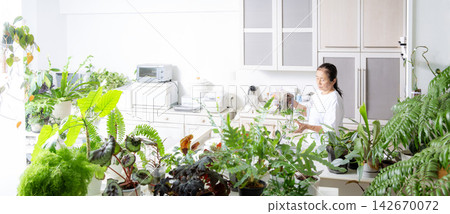 A senior Japanese woman tending to her houseplants as a hobby. A senior Japanese woman tending to her houseplants as a hobby. 142670072