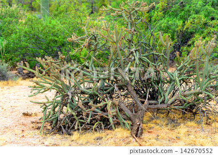 Cholla cactus, Sonora Desert, Mid Winter Cholla cactus, Sonora Desert, Mid Winter 142670552